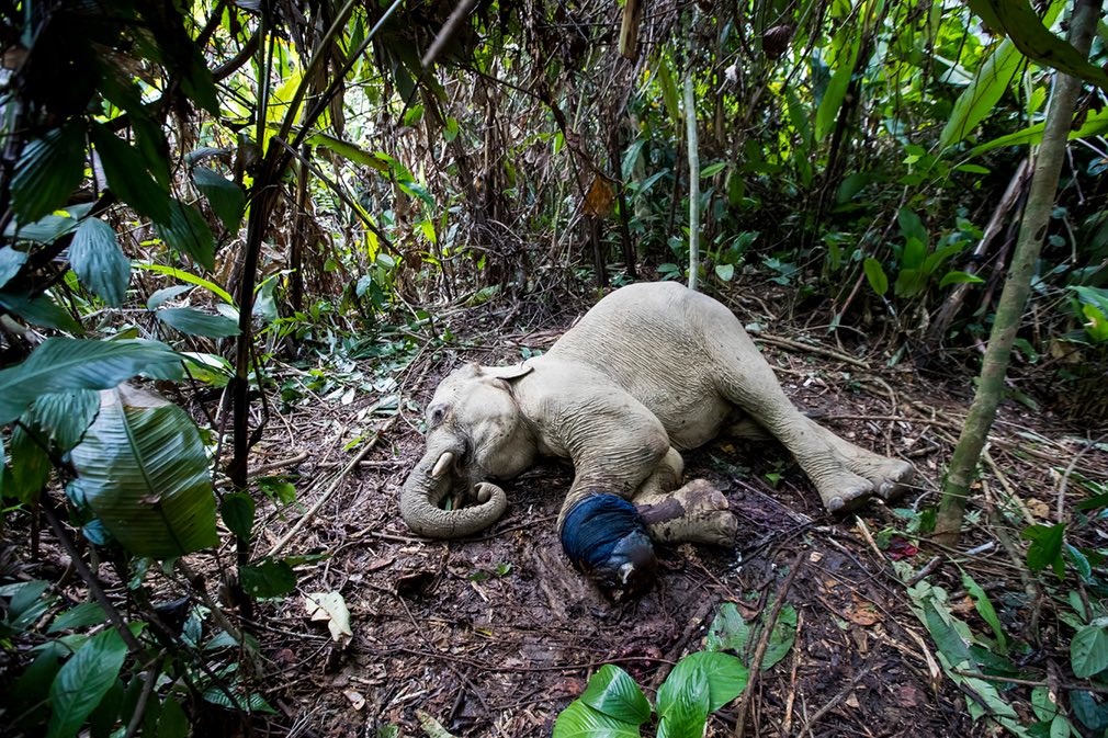 تصاویر | آینده تاریک فیل‌های جزیره سوماترا